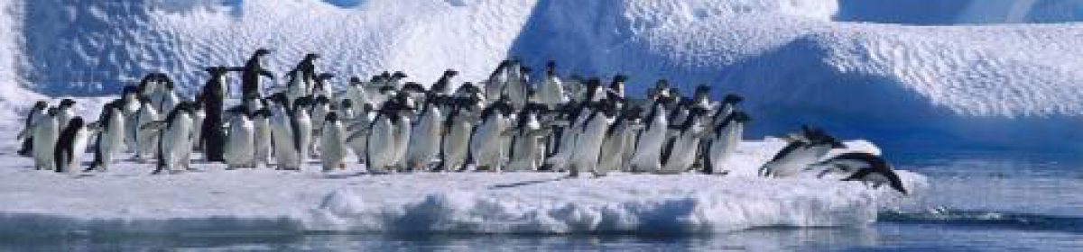 La web del pingüino